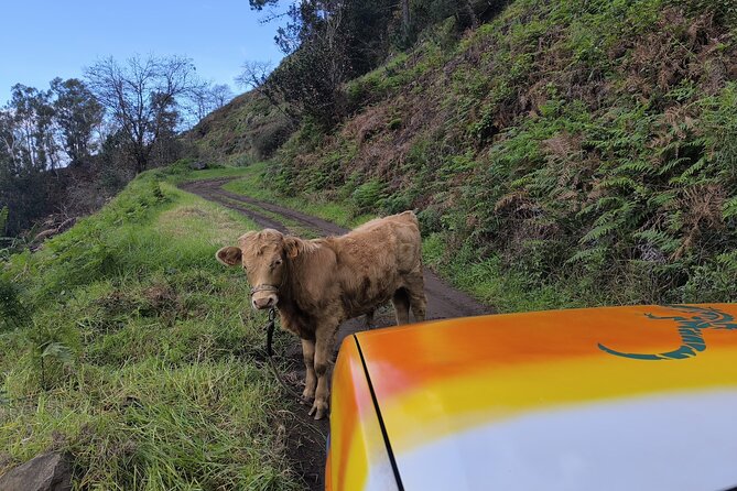 Jeep Adventure to Volcanic Pools & UNESCO Forest Treasures - Paul da Serra Quick Hits: Serra de Água, Pico Ruivo, and Levada Moments