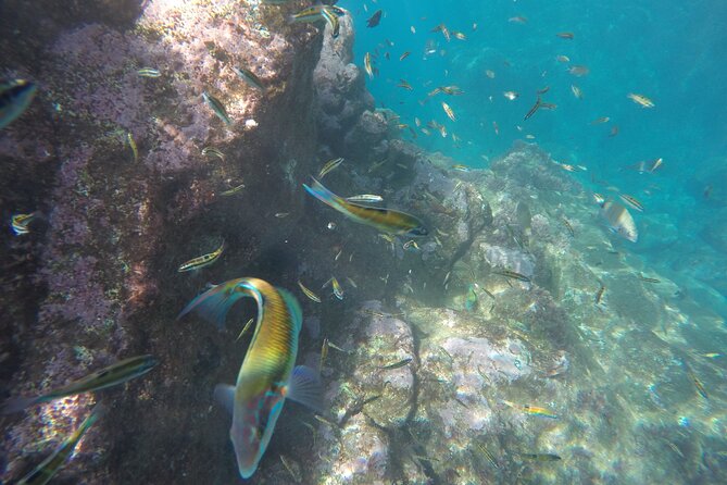 Kayak and Snorkeling Tour in Underwater Nature Reserve Garajau - Price and Value: Is $59.26 for 2 Hours Worth It?