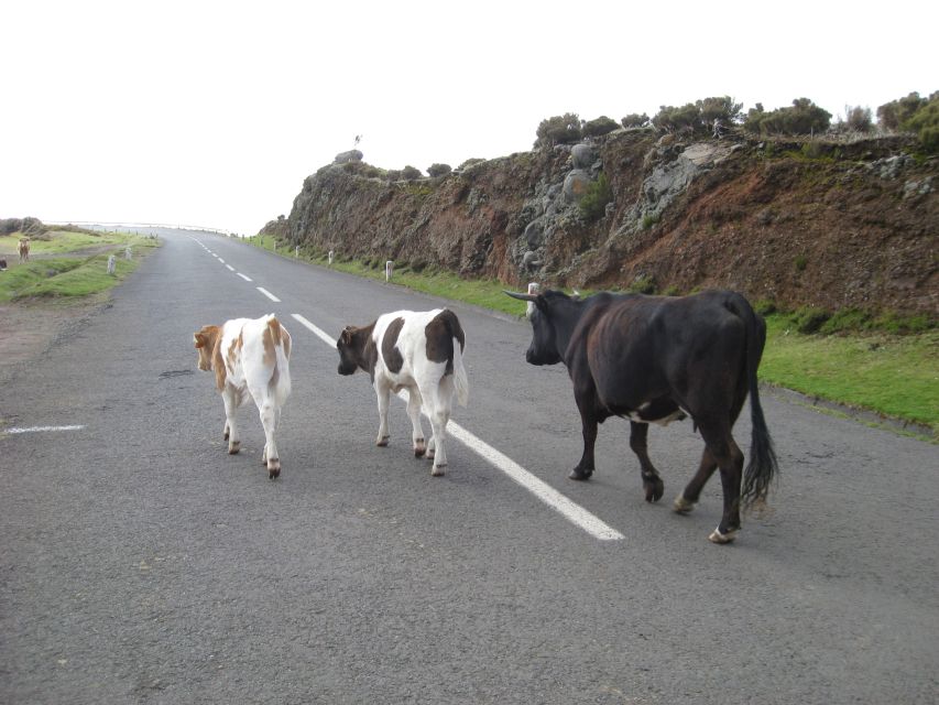Levada do Alecrim (Madeira Lakes) Full-day walk - Should you book the Levada do Alecrim full-day walk?