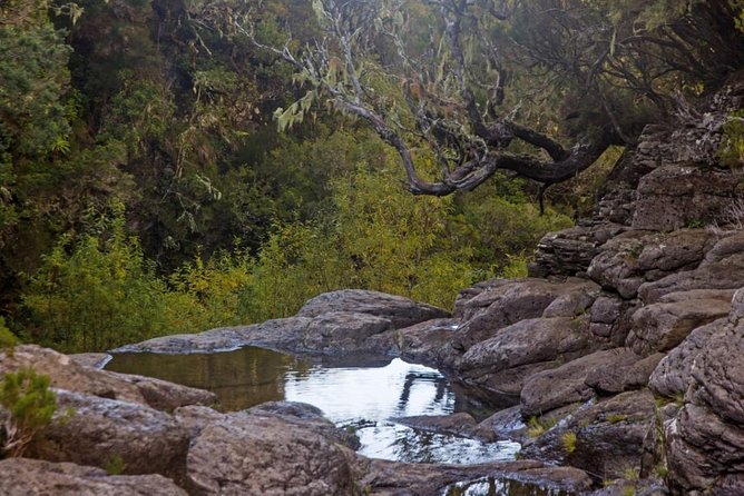 Levada do Alecrim - Rosemary Levada (Full Day Walk) - Getting to the trail: pickup in Funchal and a 9:00am start