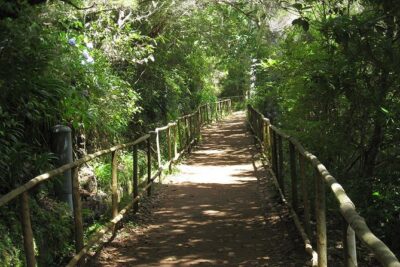 Levada do Caldeirão Verde Levada Walk from Funchal - The heart of the hike: Queimadas, levada life, and constant water