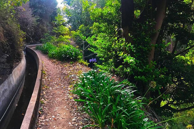Levada do Norte - Walking Tour - The guide’s role: botany, island context, and a smoother walk