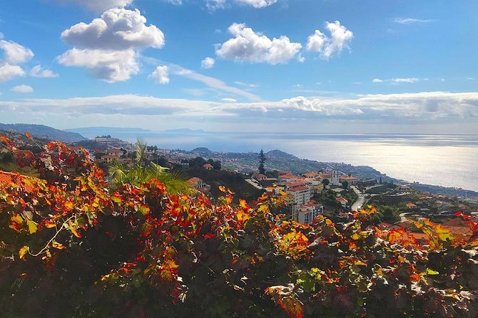 Levada do Norte - Walking Tour - Cabo Girão to the valley: what you’ll likely notice along the way
