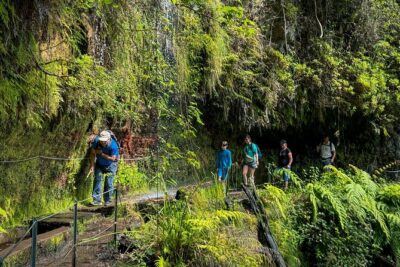 Levada do Rei (PR18) - Through Madeira's Majestic Laurissilva - Laurisilva forest stop: what you’ll notice when a guide runs the show