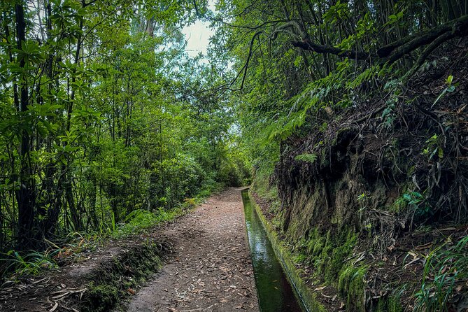 Levada do Rei (PR18) - Through Madeira's Majestic Laurissilva - Your guide experience: knowledge, safety, and that human touch