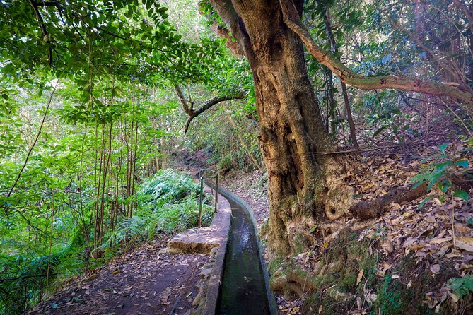 Levada do Rei (PR18) - Through Madeira's Majestic Laurissilva - Bring this stuff: shoes, water, and the 3€ trail fee