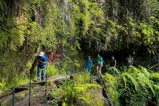 Levada do Rei (PR18) - Through Madeira's Majestic Laurissilva - Laurisilva forest stop: what you’ll notice when a guide runs the show