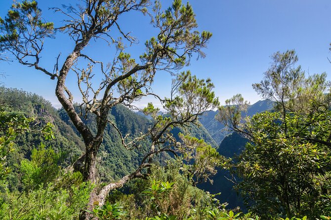 Levada Walk from Ribeiro Frio to Portela - Pace, fitness, and group size: who this Madeira hike fits best