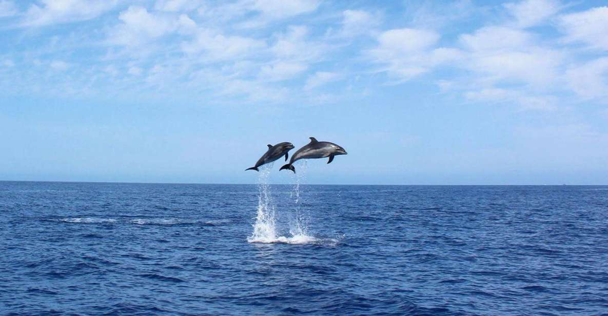 Madeira: 2.5-Hour Whale and Dolphin-Watching Cruise - Key things that make this Madeira cruise worth your time