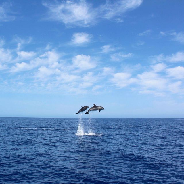 Madeira: 2.5-Hour Whale and Dolphin-Watching Cruise - From Marina da Calheta to the yacht in under 15 minutes