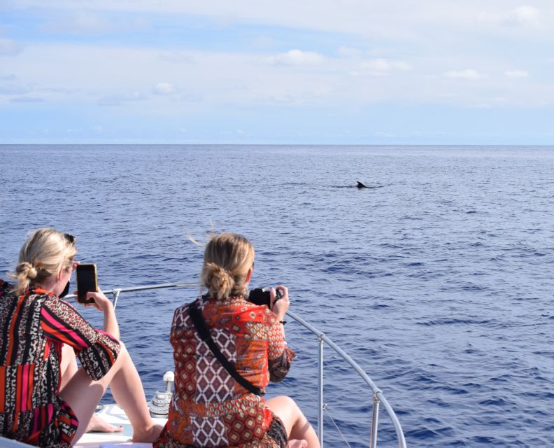 Madeira: 2.5-Hour Whale and Dolphin-Watching Cruise - The 2.5-hour cruise: Madeira’s coast, whales and dolphins (respectfully)