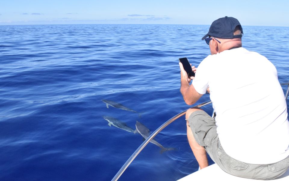Madeira: 2.5-Hour Whale and Dolphin-Watching Cruise - Swim and snorkel: warm, clear water from the yacht