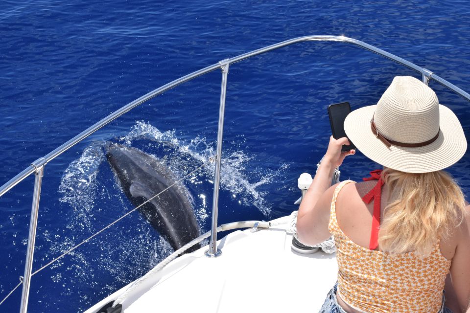 Madeira: 2.5-Hour Whale and Dolphin-Watching Cruise - Onboard comfort: cabin, restroom, shade, blankets, and fresh drinks