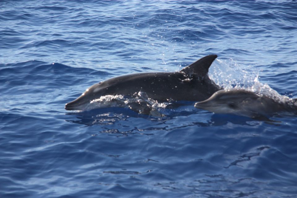 Madeira: 2.5-Hour Whale and Dolphin-Watching Cruise - Guides and narration: Madeira context, not just animal spotting