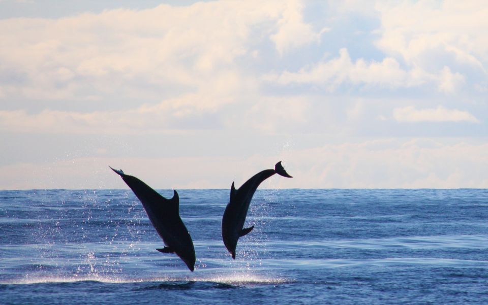 Madeira: 2.5-Hour Whale and Dolphin-Watching Cruise - Photos and little extras that add up