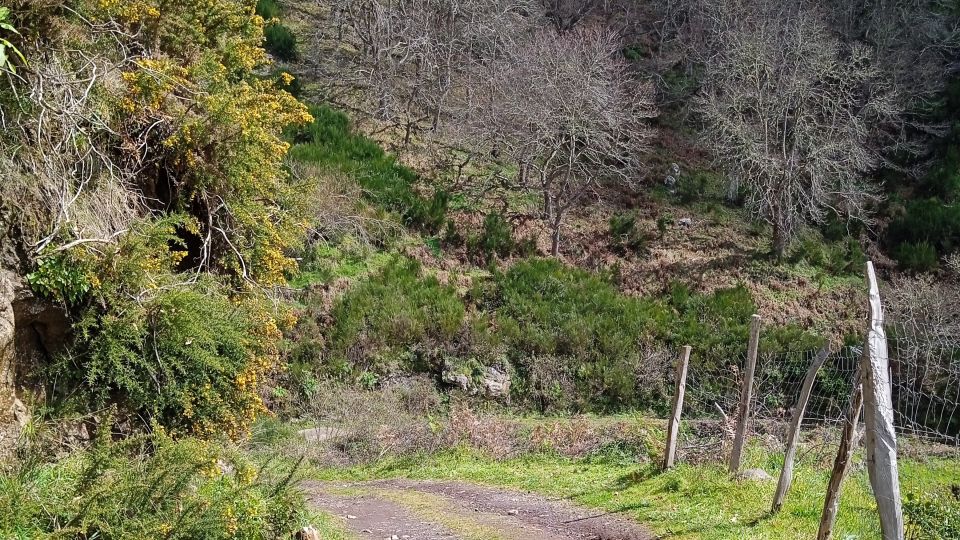 Madeira all day jeep nature tours. - Entering the Fanal Ancient Forest at Porto Moniz