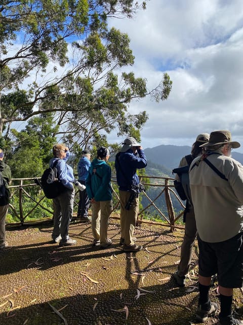 Madeira: Birdwatching - The Endemics - Madeira Endemics in One Trip: What This Tour Is Really About