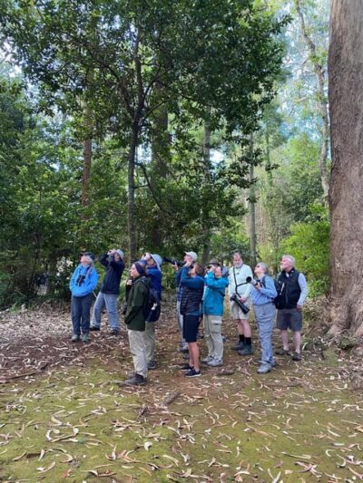 Madeira: Birdwatching - The Endemics - São Lourenço Meets the Laurel Forest: Two Habitats, Two Different Birding Styles