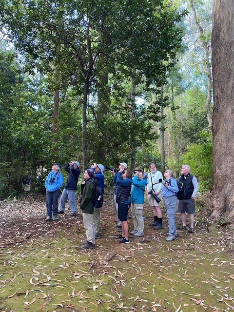 Madeira: Birdwatching - The Endemics - São Lourenço Meets the Laurel Forest: Two Habitats, Two Different Birding Styles