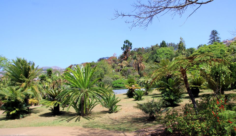 Madeira: Botanical Garden in a Tuk-Tuk Tour - Madeira Botanical Garden: What One Hour Does (and Doesn’t) Cover