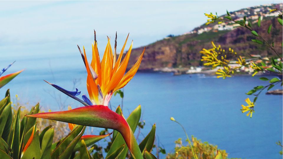 Madeira: Cabo Girao, Jeep Tour Adventure and Wine Tasting - Câmara de Lobos Finish: Fishing Village Atmosphere Without the Rush