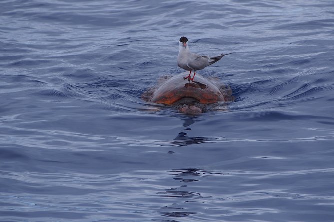 Madeira Dolphin and Whale Watching on a Ecological Catamaran - Price and Value: Is $42.33 a Smart Use of Time?