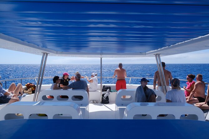 Madeira Dolphin and Whale Watching on a Ecological Catamaran - Who Should Book, and Who Should Skip This One