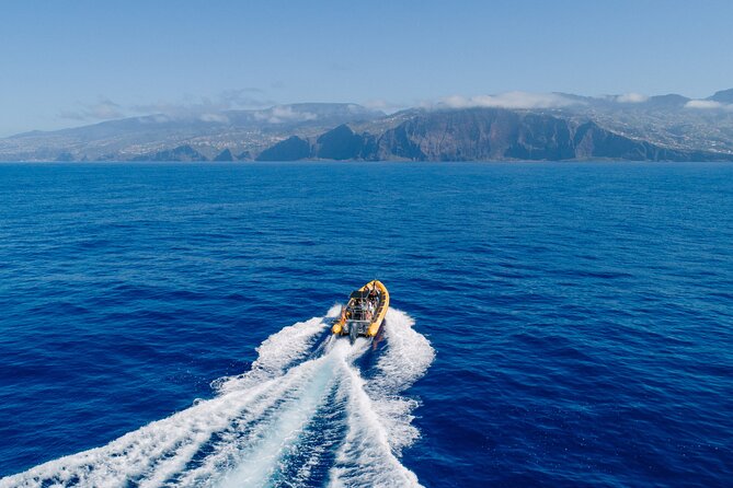 Madeira Dolphin & Whale Watching Tour - How the Hunt Works: Where Whales and Dolphins Show Up