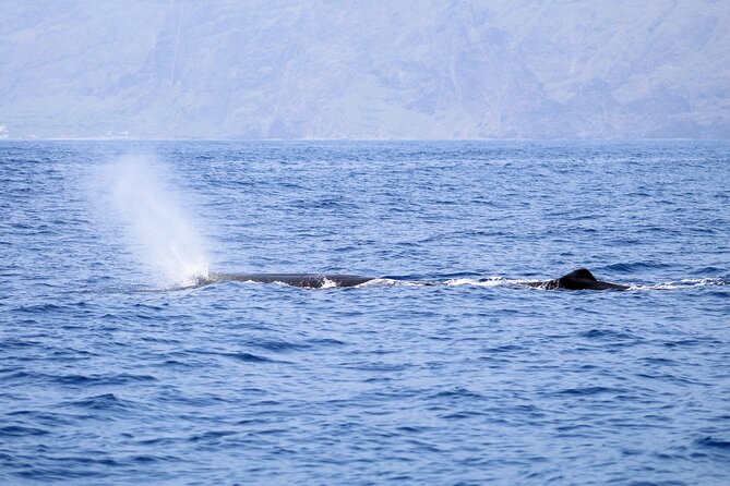 Madeira Dolphin & Whale Watching Tour - The Sea Ride: Comfort, Wind, and Seasickness Prep