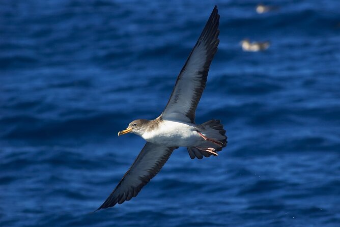 Madeira Dolphin & Whale Watching Tour - Price and Value: Is $58 Worth It?