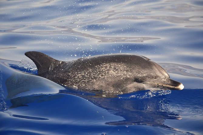 Madeira Dolphin & Whale Watching Tour - Who This Tour Fits Best