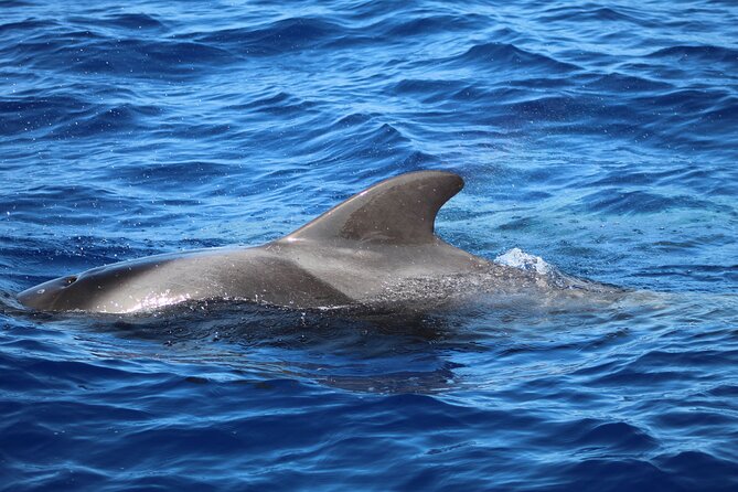 Madeira Dolphin & Whale Watching Tour - Should You Book Madeira Dolphin & Whale Watching with Ventura Nature Emotions?