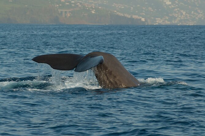 Madeira Dolphin & Whale Watching Tour - What You Might See Off Madeira (and How Often)