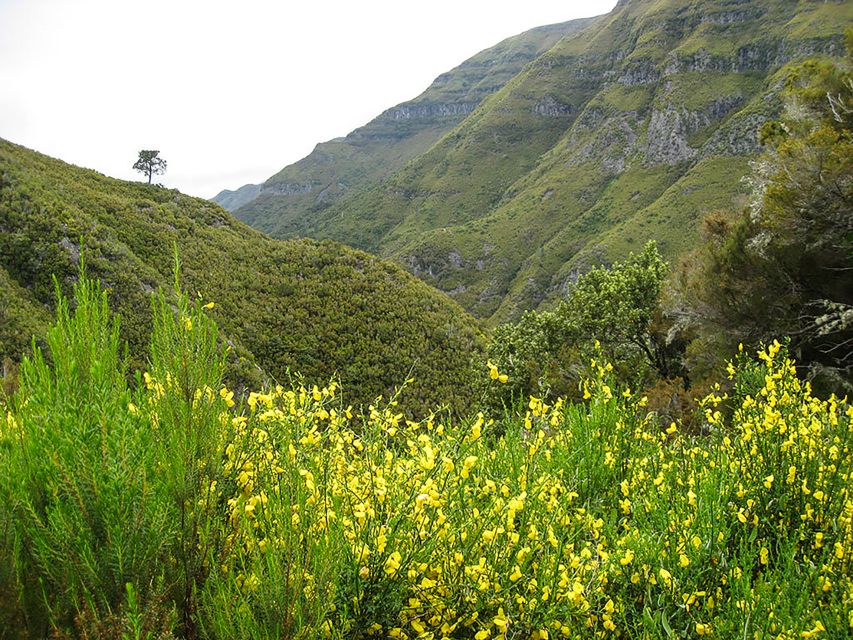 Madeira: Enjoy a Guided Levada Walk in the Rabaçal Valley - Moorland to cliffside wonder: Levada das 25 Fontes and the 25 springs