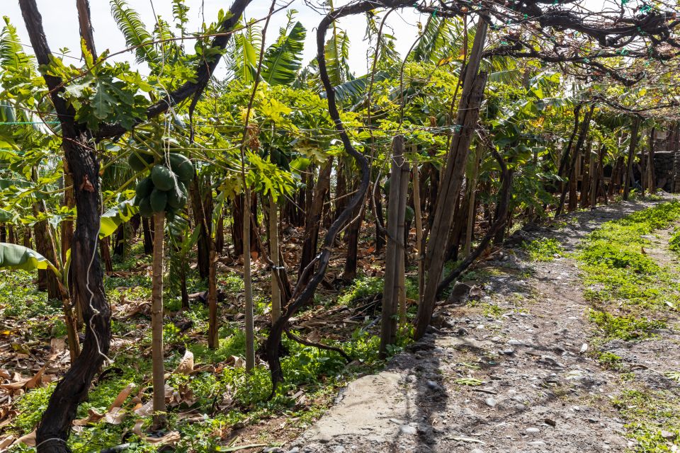Madeira: Faja dos Padres Private Sightseeing Tour - Price and Value: Is $117 per Person Fair?