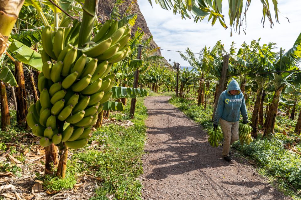 Madeira: Faja dos Padres Private Sightseeing Tour - What to Bring for a Comfortable, Sunny-But-Chilly Walk