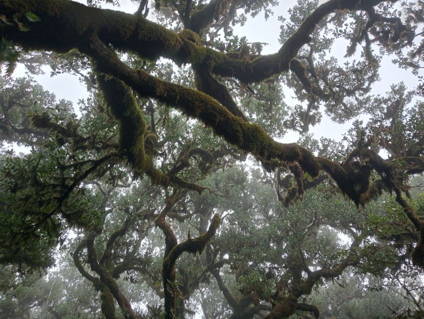 Madeira: Fanal Forest Guided Hiking Tour - From Your Hotel to Fanal Forest: the Jeep Ride That Matters