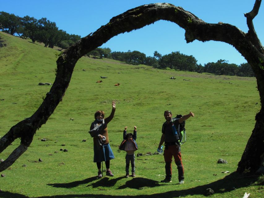 Madeira: Fanal Forest Guided Hiking Tour - The Hike Itself: A 2-Hour Walk Built for Safe Footing and Good Photos