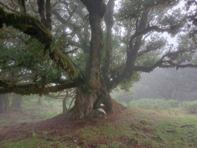 Madeira: Fanal Forest Guided Hiking Tour - Entering the Fanal Forest: Mist, Laurel Trees, and Quiet Details
