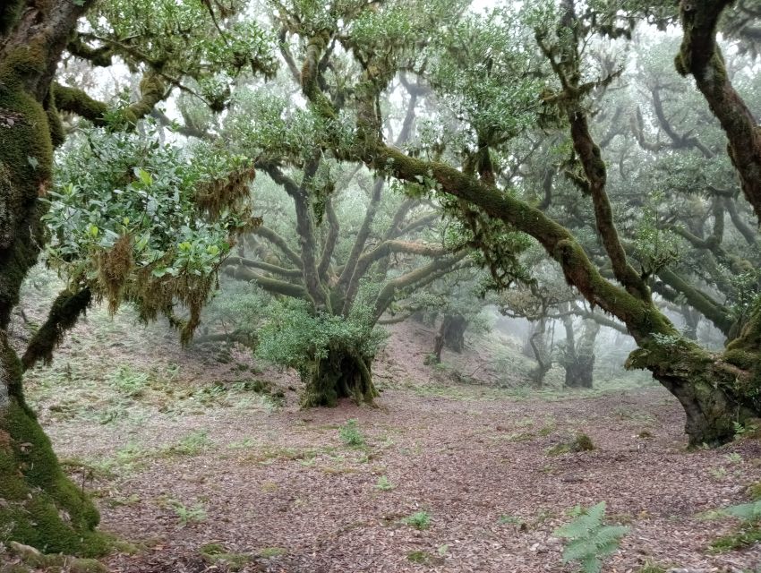 Madeira: Fanal Forest Guided Hiking Tour - Rain or Shine: What That Means for Your Gear and Mindset