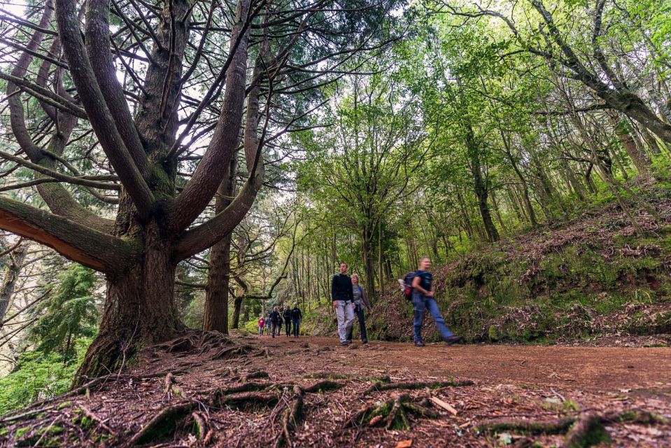 Madeira: Full-Day Laurel Forest Guided Walking Tour - Key things that make this tour work