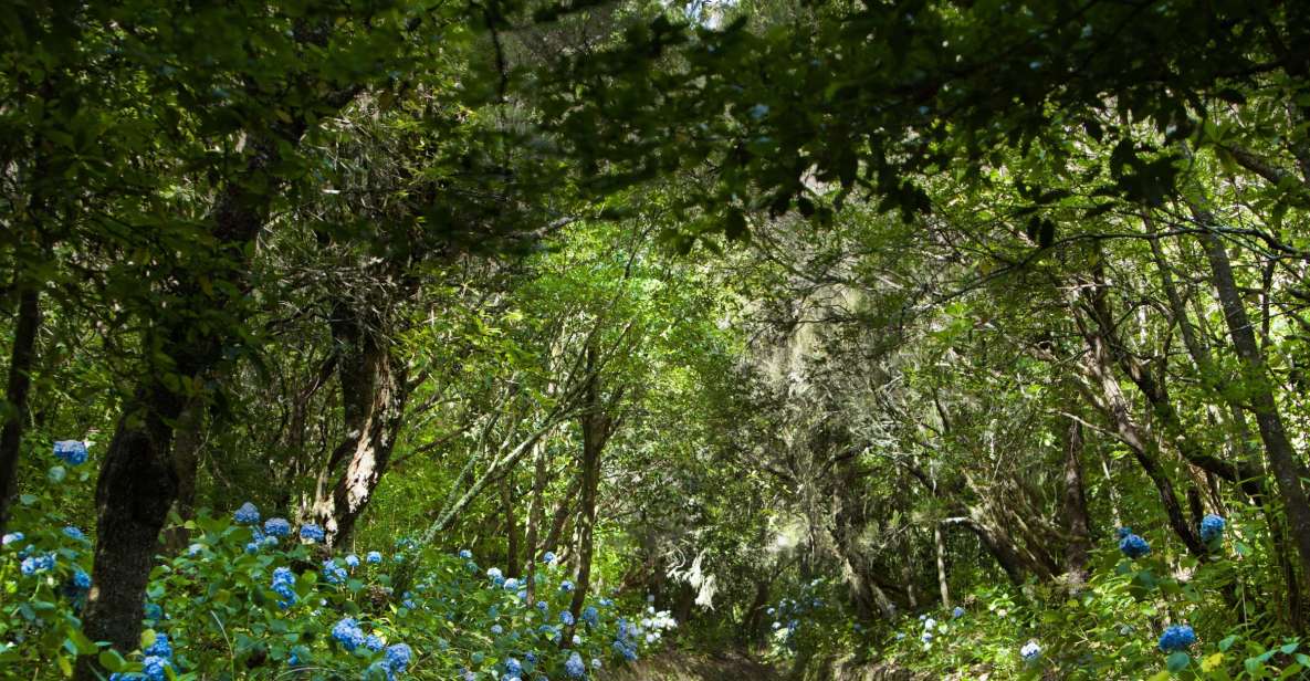 Madeira: Full-Day Laurel Forest Guided Walking Tour - From Santana and Queimadas Park to the levada trail