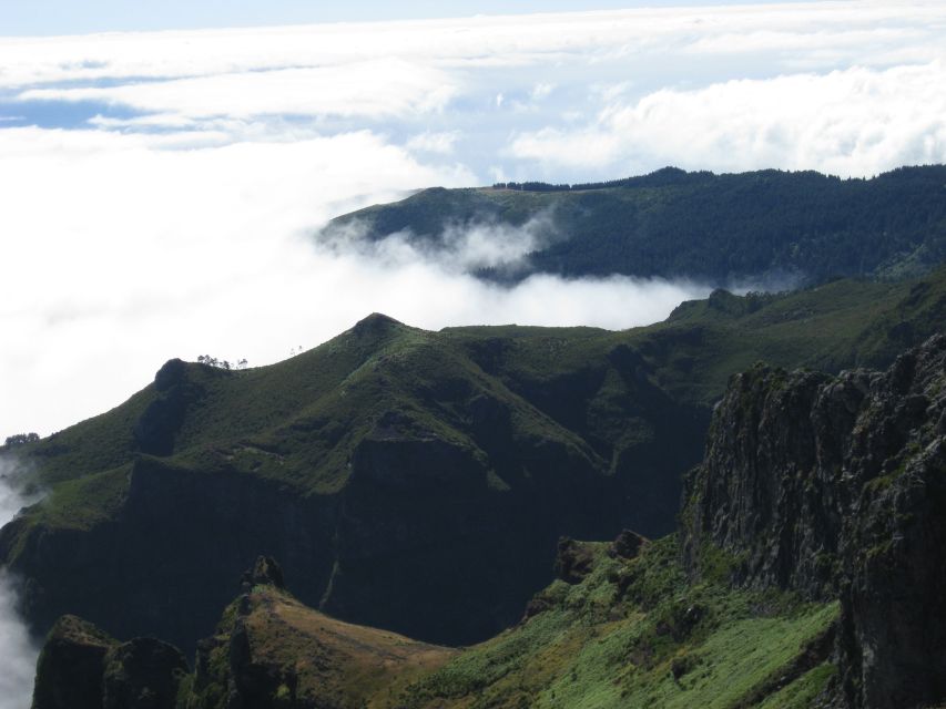 Madeira: Full-Day Pico Ruivo / Achada do Teixeira Walk - Oldest Heather Forest: The Flora Lesson That Changes How You See the Trail
