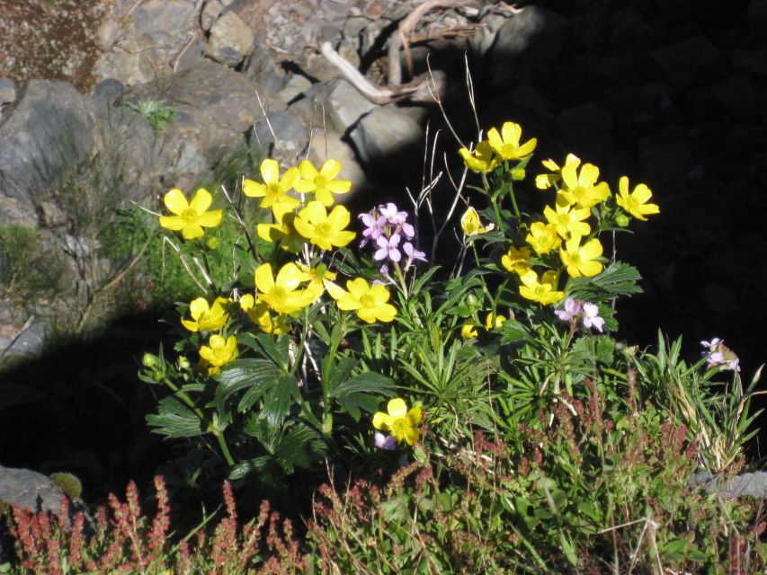 Madeira: Full-Day Pico Ruivo / Achada do Teixeira Walk - Who This Hike Suits Best on Madeira
