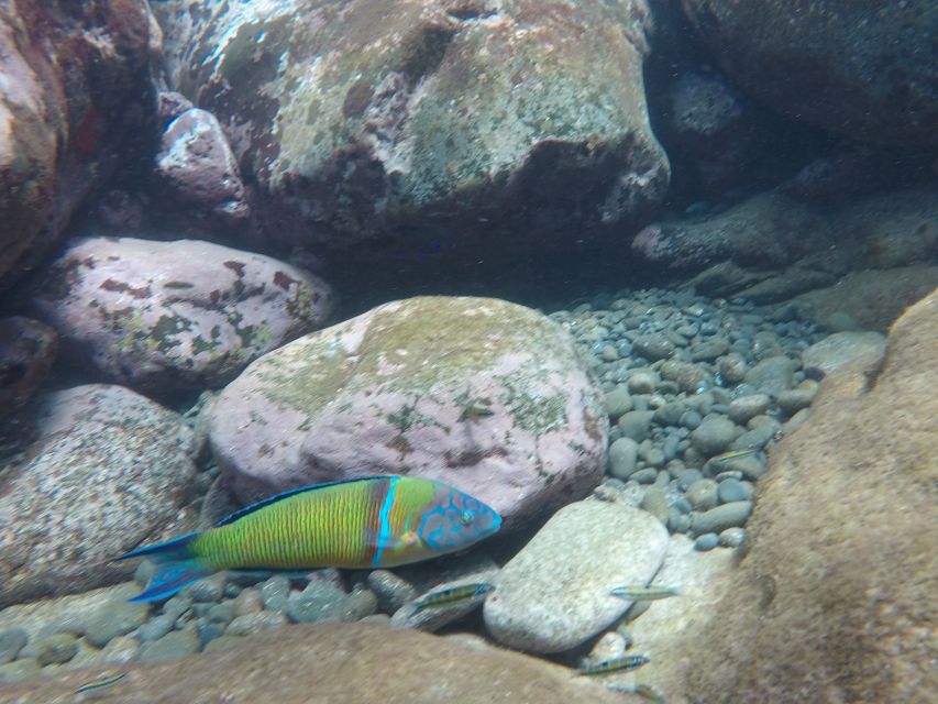 Madeira: Garajau Nature Reserve Kayak and Snorkel Tour - Snorkeling in the Garajau Area: Clear Water, Fish, and Jump Options