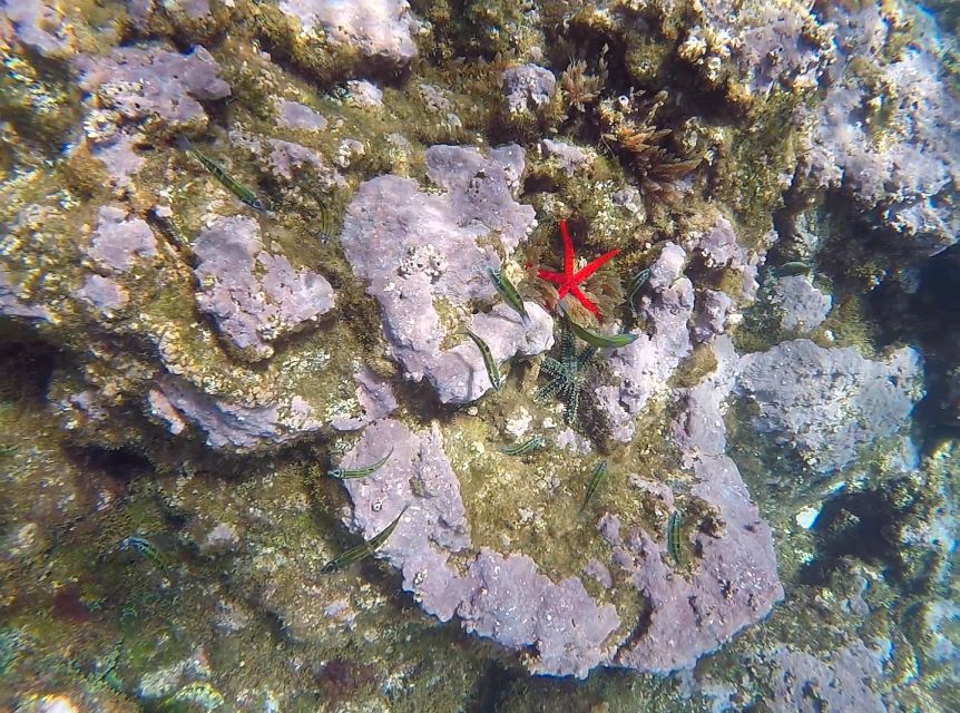 Madeira: Garajau Nature Reserve Kayak and Snorkel Tour - What If the Weather Turns? The Kayak-First Backup Plan