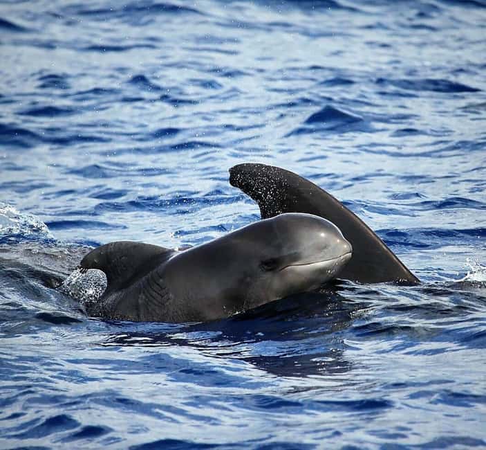 Madeira: Guaranteed Whales or Dolphins Watching Tour - Quick take: the parts that make this Madeira whale watch work