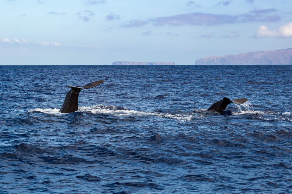 Madeira: Guaranteed Whales or Dolphins Watching Tour - Price and value: is $55 a fair deal in Madeira?