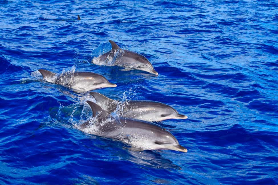 Madeira: Guaranteed Whales or Dolphins Watching Tour - Entering the new marina in Funchal: where the tour starts