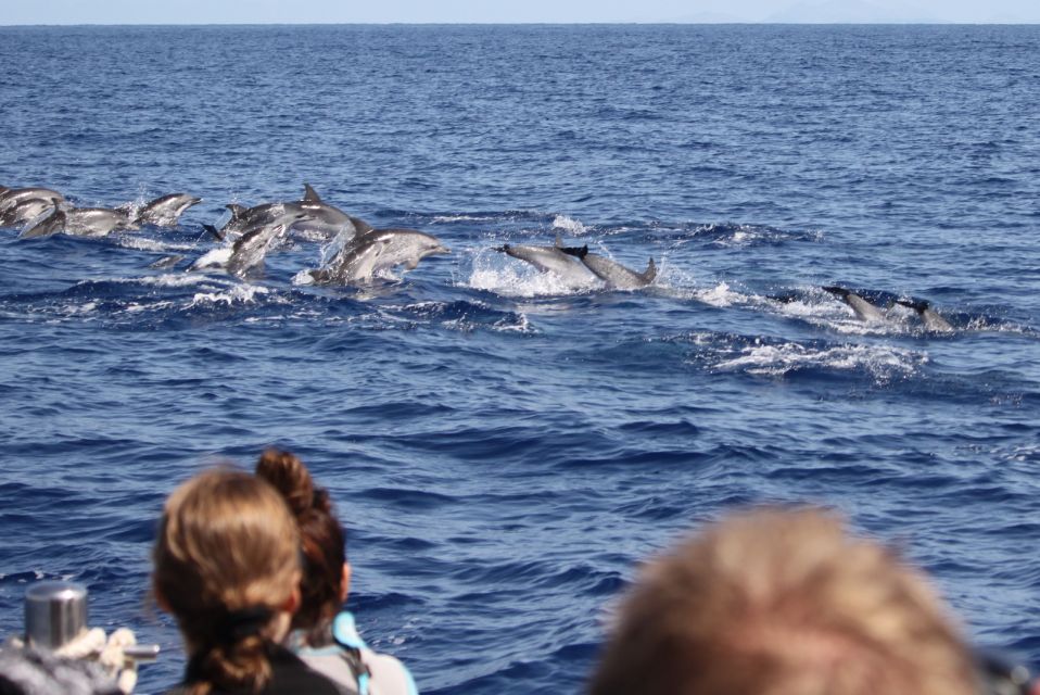 Madeira: Guaranteed Whales or Dolphins Watching Tour - Two hours off Madeira: how the spotting setup turns luck into odds